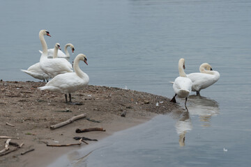 swans on the beach