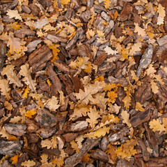 Texture of foliage, selective focus. Yellow and orange leaves, top view. Autumn background. Fall season wallpaper.