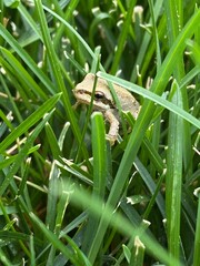 Grass Frog