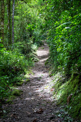 Fototapeta na wymiar Trail Hiking Trail in the Jungle of Costa Rica