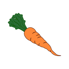 Carrots on a white background. Carrot vector illustration.