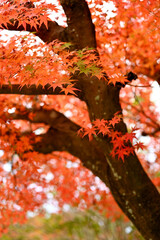 日本庭園の紅葉