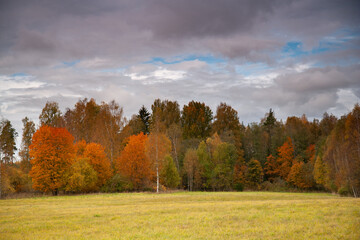 Fototapeta premium autumn landscape in the forest