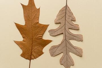 autumn oak leaves on a paper background