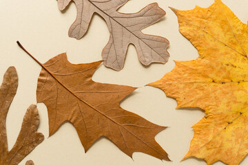 autumn oak and maple leaves background