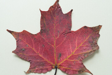 Naklejka na ściany i meble autumn maple leaf background