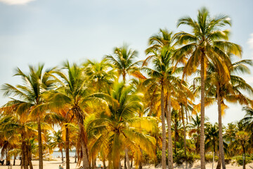 Obraz na płótnie Canvas Photo of tropical palm trees Miami Beach FL USA