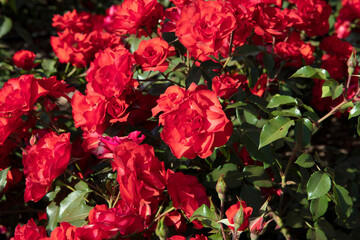 Landscaping and garden design. Blossoming roses flower bed in the park. View of Rosa La Sevillana flowers of red petals spring blooming in the garden.