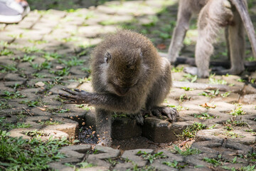 Baboon playing with water