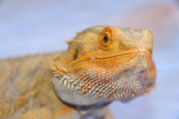 Bearded dragon reptile, lizard