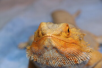 Bearded dragon reptile, lizard