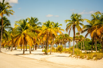 Obraz na płótnie Canvas Photo of tropical palm trees Miami Beach FL USA