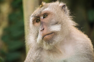 close up of a baboon