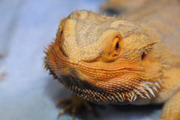 Bearded dragon reptile, lizard