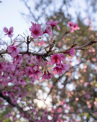 Winter flowers. Closeup view of Prunus serrulata, also known as Japanese flowering cherry or Sakura, beautiful flowers of pink petals, blooming in the park at sunset.