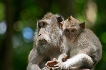 Naklejka na ściany i meble asian macaque sitting on a branch