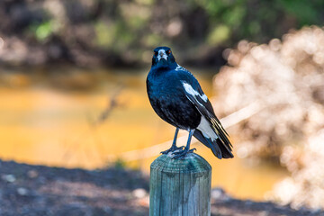 Magpie standing on a post in Donnybrook WA