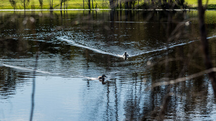 Beautiful lakes everywhere set amongst lush woodland and plants at Pemberton WA