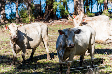 Fototapeta premium Friendly cows in the countryside of Pemberton WA