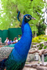 peacock in the eco park