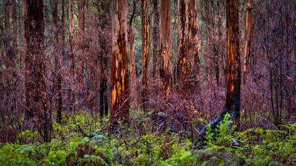 Karri trees in the Valley of the giants in the southwest of Western Australia