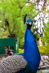 Obraz premium peacock in the eco park
