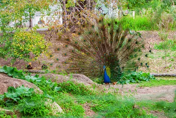 Keuken spatwand met foto peacock in the eco park © Andriy Petrenko