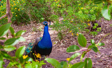 peacock in the eco park © Andriy Petrenko
