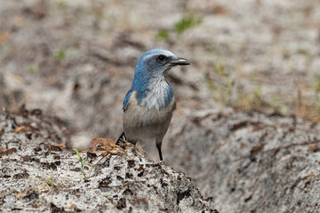 Florida scrub jay running around on the sandy ground