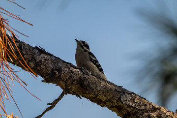 Female downy woodpecker sitting on a tree limb