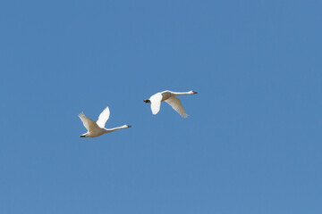 Fototapeta na wymiar Tundra swans in flight during at the Thedford Bog during spring migration 