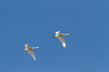 Tundra swans in flight during at the Thedford Bog during spring migration 
