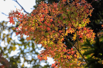 red autumn leaves