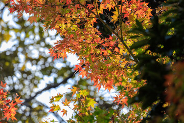 leaves