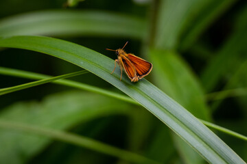 Mariposa en el prados