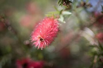 Bottlebrush