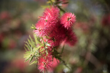 Bottlebrush