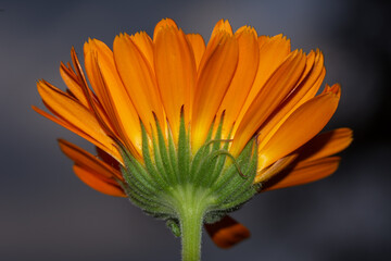 orange gerbera flower