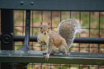 squirrel on a fence