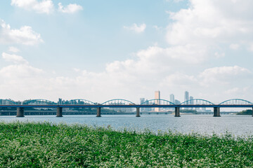 Fototapeta premium Buckwheat flower field and city view at Banpo Han river park Seorae island in Seoul, Korea