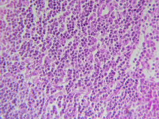 Histology microscope image of loose reticular tissue of lymph node (400x)