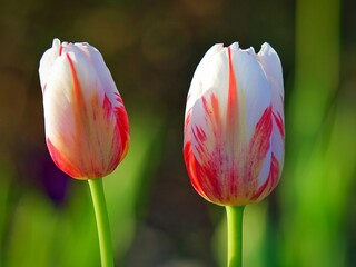 red and white tulips