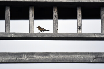 Palm Warbler walking on a wooden structure