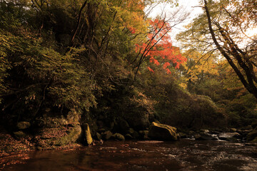 秋のマゼノ渓谷〜木漏れ日に照らされて光る紅葉