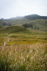 Naklejka premium ススキ