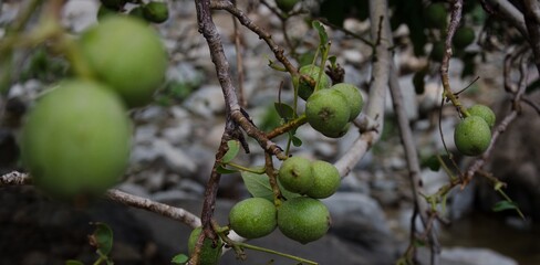 the walnut in the high atlas mountain, a currency of exchange, a source of life, its conservation is essential, the survival of the villagers depends on it