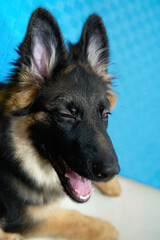 german shepherd dog look back and squint eye to look at owner with crafty high angle view