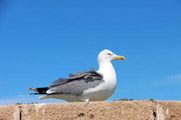Beautiful photo of seagull bird.