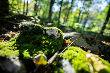 moss on the stone