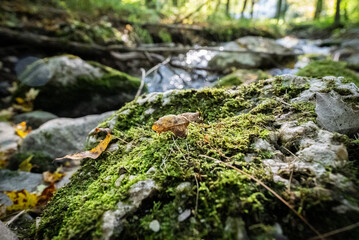 moss on the rock river